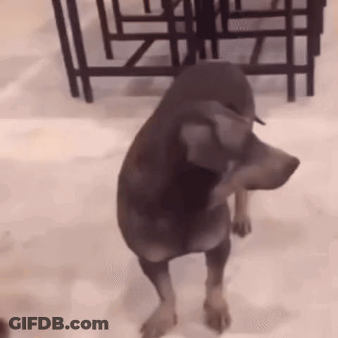 Dog Standing On Hind Legs By Table And Chairs GIF