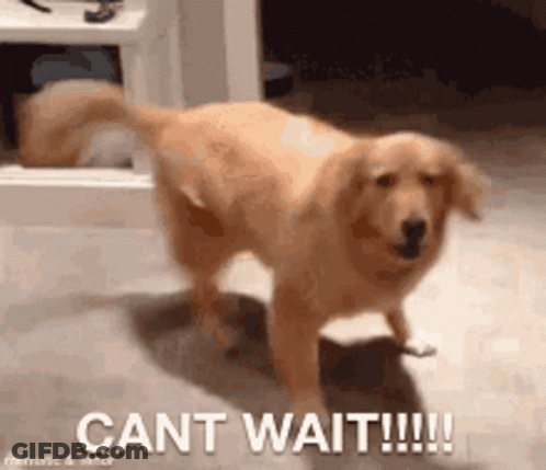 Dog Standing On Hind Legs Cant Wait GIF