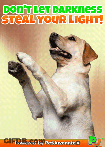 Dog Standing On Hind Legs Don't Let Darkness Steal Your Light GIF