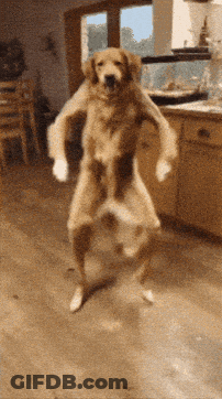 Dog Standing On Hind Legs GIF