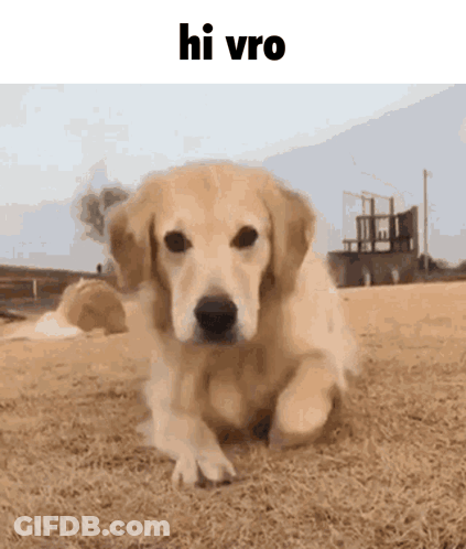 Dog Standing On Hind Legs Happy Dance GIF
