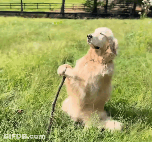 Dog Standing On Hind Legs Holding Stick In Grass GIF