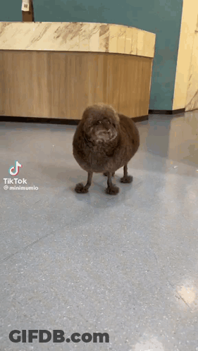 Dog Standing On Hind Legs In Blue Floor Room GIF