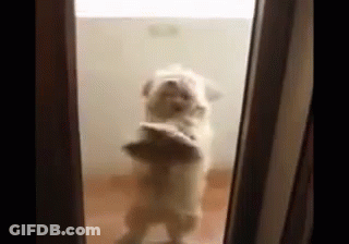 Dog Standing On Hind Legs In Front Of Door GIF
