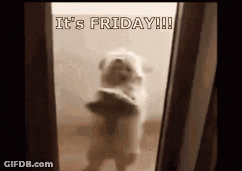 Dog Standing On Hind Legs In Front Of Mirror Saying It's Friday GIF