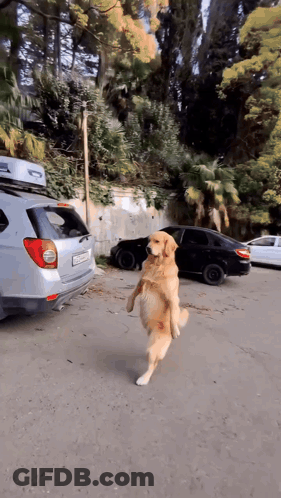 Dog Standing On Hind Legs In Front Of Silver Car With Roof Box GIF