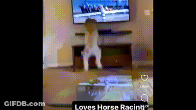 Dog Standing On Hind Legs In Front Of Television GIF