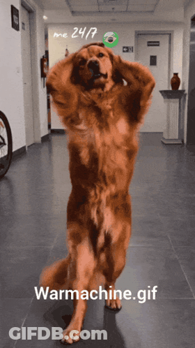 Dog Standing On Hind Legs In Hallway GIF