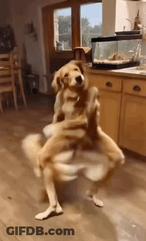 Dog Standing On Hind Legs In Kitchen GIF