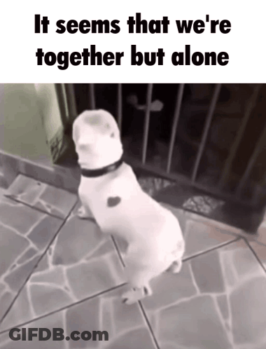 Dog Standing On Hind Legs It Seems We Are Together Alone GIF