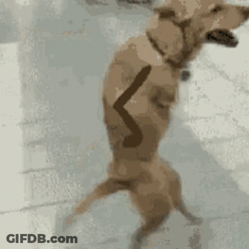 Dog Standing On Hind Legs Looking GIF