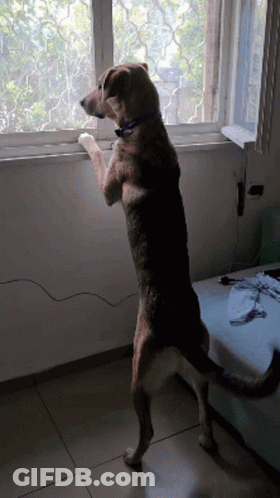 Dog Standing On Hind Legs Looking Out Window GIF