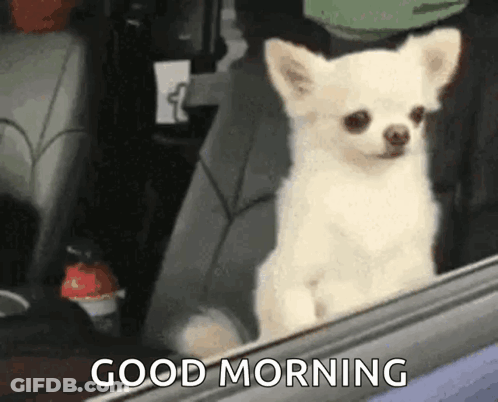 Dog Standing On Hind Legs Looking Out Window Still Looking Waiting On That Soon Time GIF