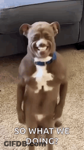 Dog Standing On Hind Legs Making Face GIF