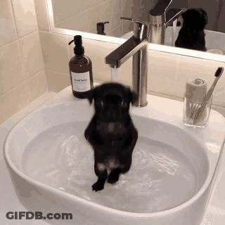Dog Standing On Hind Legs Making Face GIF
