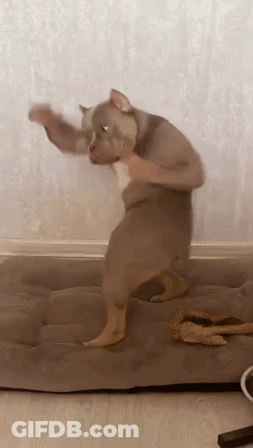 Dog Standing On Hind Legs On Bed GIF