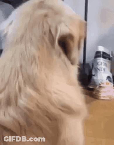 Dog Standing On Hind Legs On Table GIF