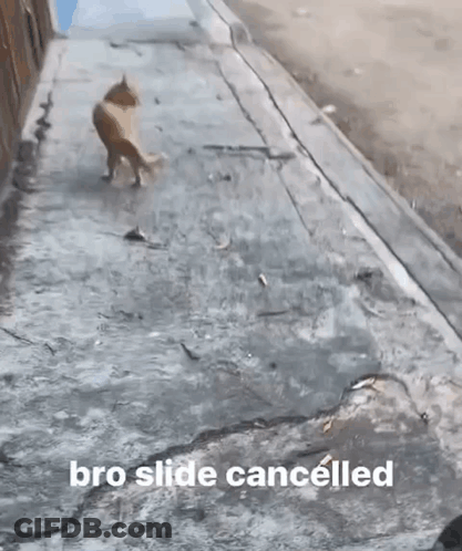 Dog Standing On Hind Legs Saying Bro Slide Cancelled GIF
