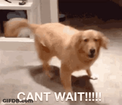Dog Standing On Hind Legs Saying Cant Wait GIF
