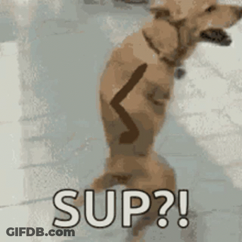 Dog Standing On Hind Legs Saying Sup GIF