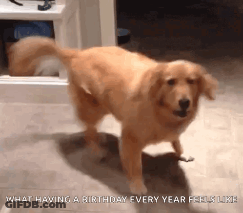 Dog Standing On Hind Legs Saying What Having A Birthday Every Year Feels Like GIF