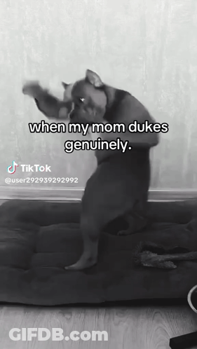 Dog Standing On Hind Legs Saying When My Mom Dukes Genuinely GIF