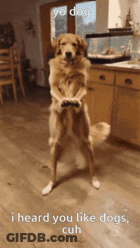 Dog Standing On Hind Legs Saying Yo Dog I Heard You Like Dogs GIF