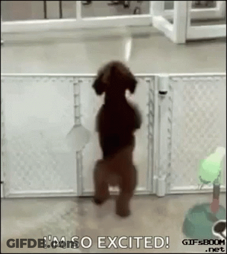 Dog Standing On Hind Legs Says I'm So Excited GIF