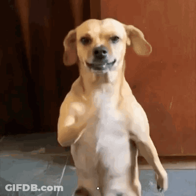 Dog Standing On Hind Legs Smiling GIF