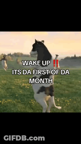 Dog Standing On Hind Legs Wake Up GIF