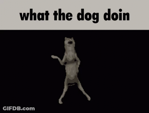 Dog Standing On Hind Legs What Doin GIF
