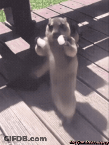 Dog Standing On Hind Legs With Sir God Deepanshu GIF