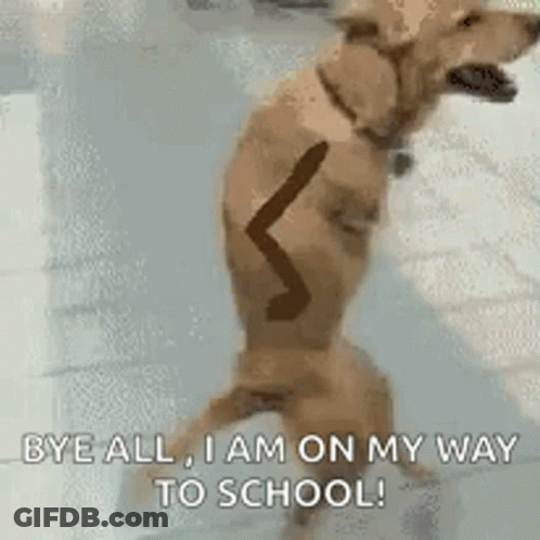Dog Standing On Hind Legs With Stick GIF
