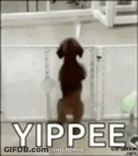 Dog Standing On Hind Legs Yippee Sign GIF
