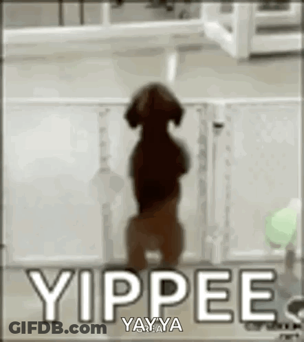 Dog Standing On Hind Legs Yippee Sign GIF