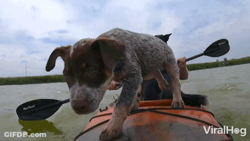Dog Standing On Kayak With Northbound Paddle GIF