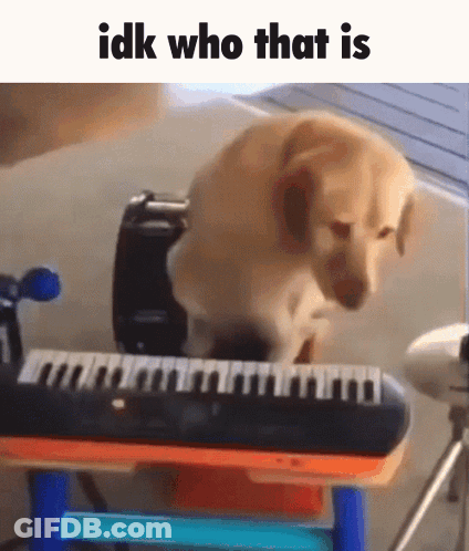 Dog Standing On Keyboard Saying Idk Who That Is GIF
