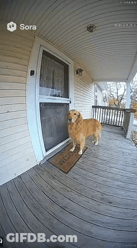 Dog Standing On Porch With Welcome Mat GIF