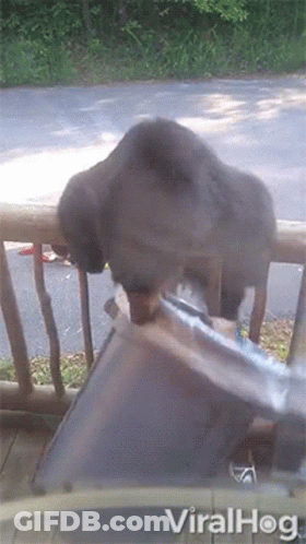 Dog Standing On Railing Viralhog GIF