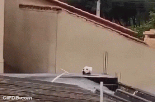 Dog Standing On Roof Next To Building GIF