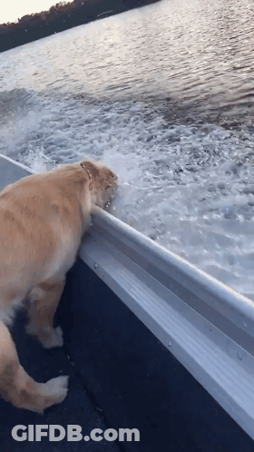 Dog Standing On Side Of Boat GIF