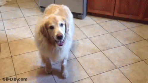 Dog Standing On Tiled Floor Looking At Camera GIF