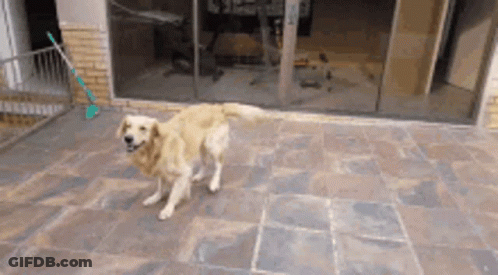 Dog Standing On Tiled Patio In Front Of Glass Door GIF