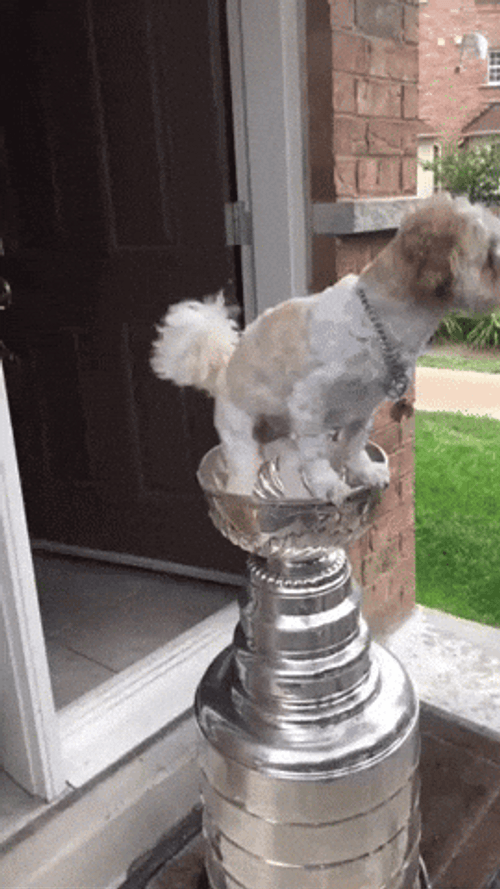 Dog Standing On Top Of Stanley Cup GIF