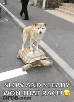 Dog Standing On Tortoise On Street GIF