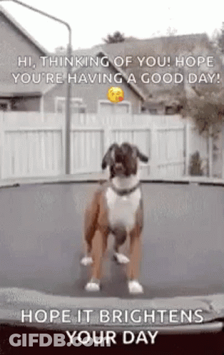 Dog Standing On Trampoline Greeting GIF