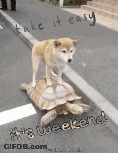 Dog Standing On Turtle Saying It's Weekend GIF