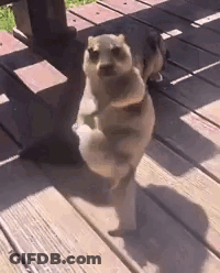 Dog Standing On Two Legs On Wooden Deck GIF