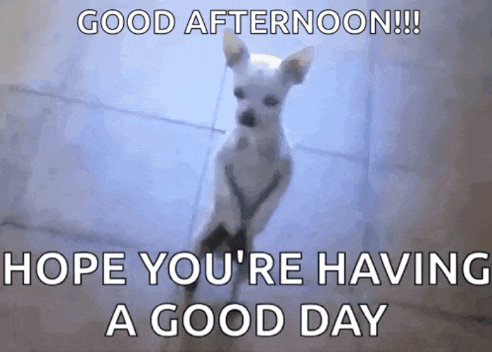 Dog Standing Up GIF