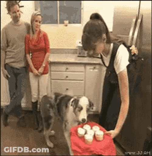 Dog Stare GIF